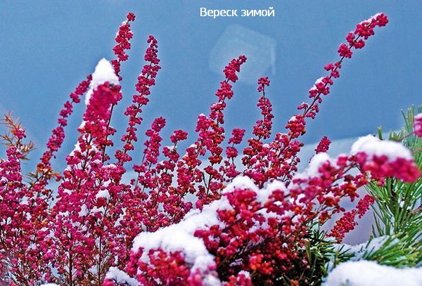 красиво зимой